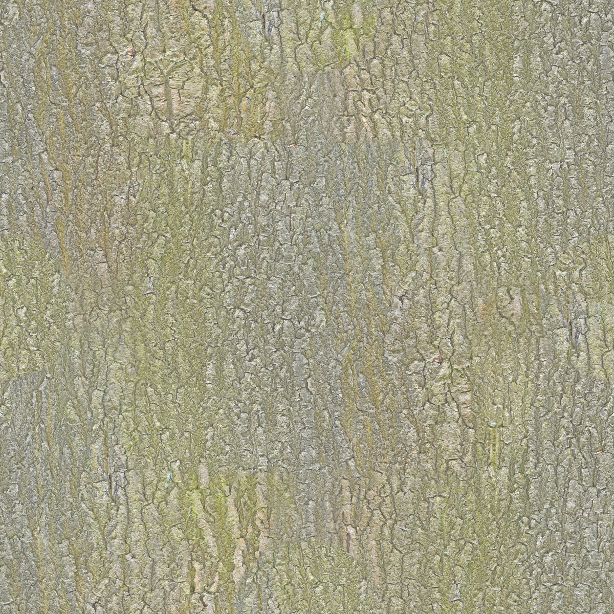 Bark 007 Texture