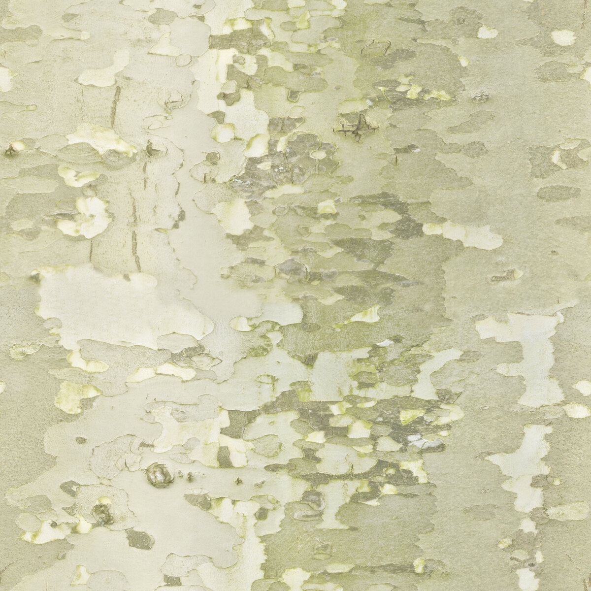 Bark 009 Texture