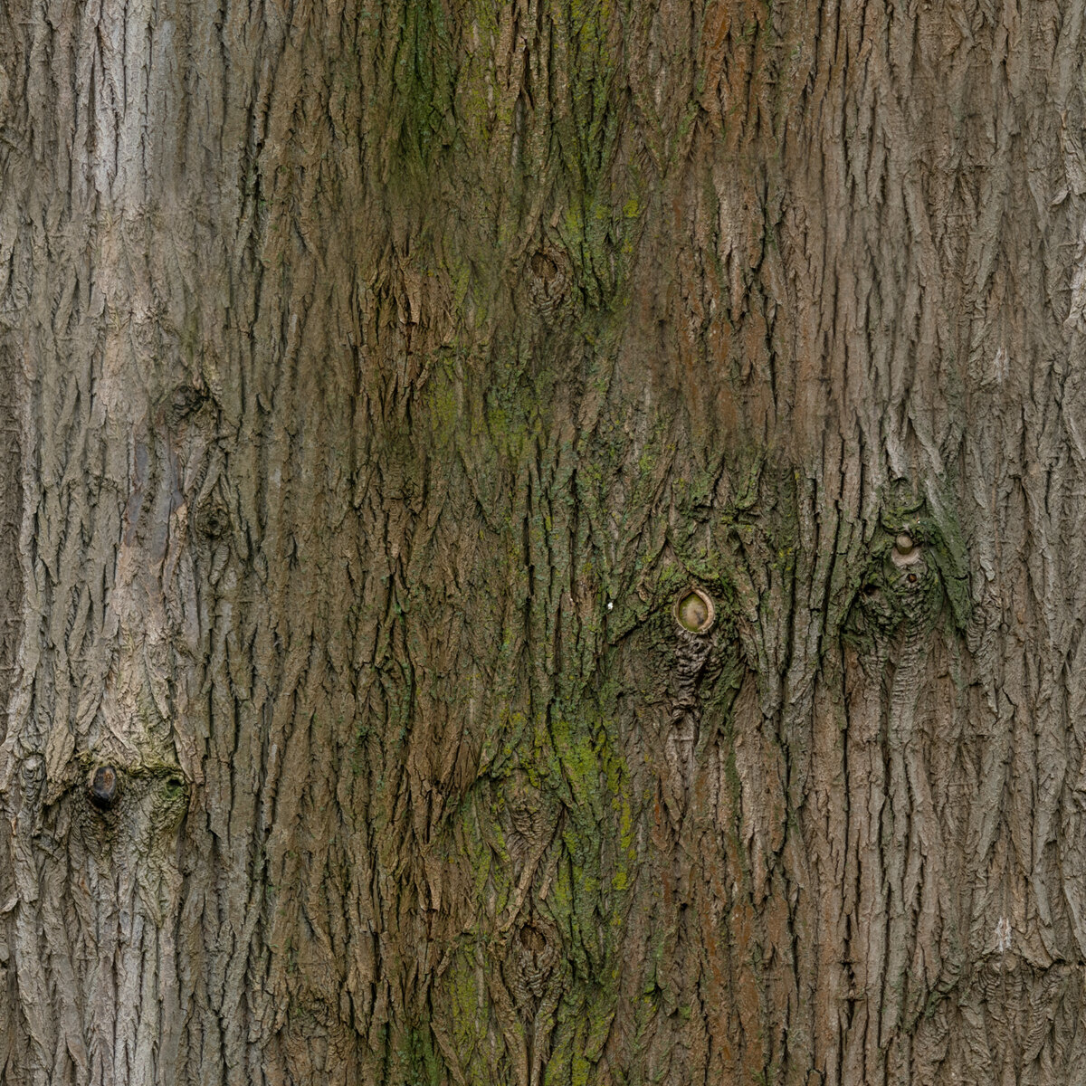 Bark Brown 02 Texture