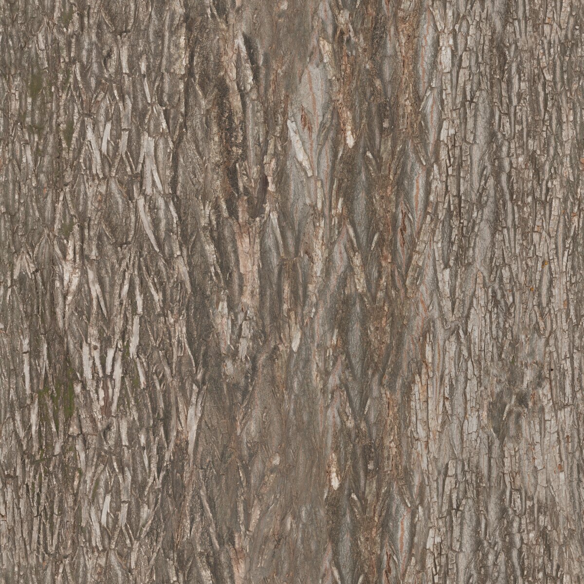 Bark Willow 02 Texture