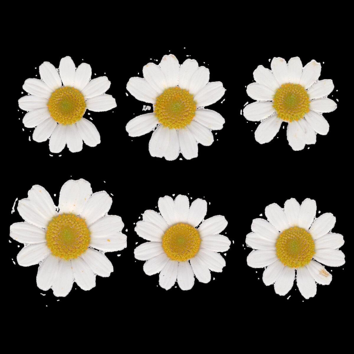Flower Set 001 Texture