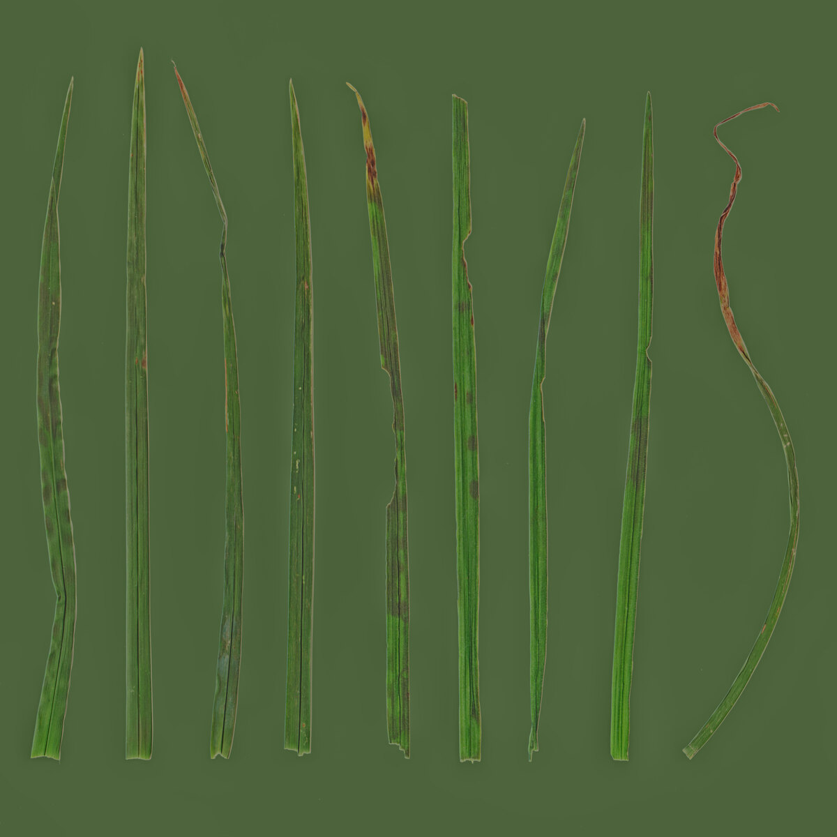 Foliage 001 Texture