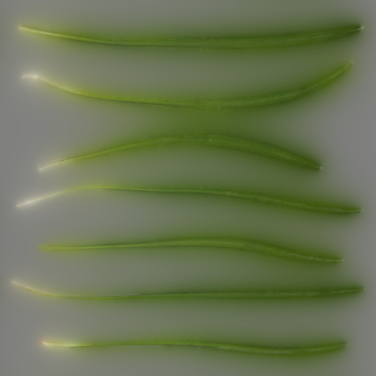 Foliage 008 Texture