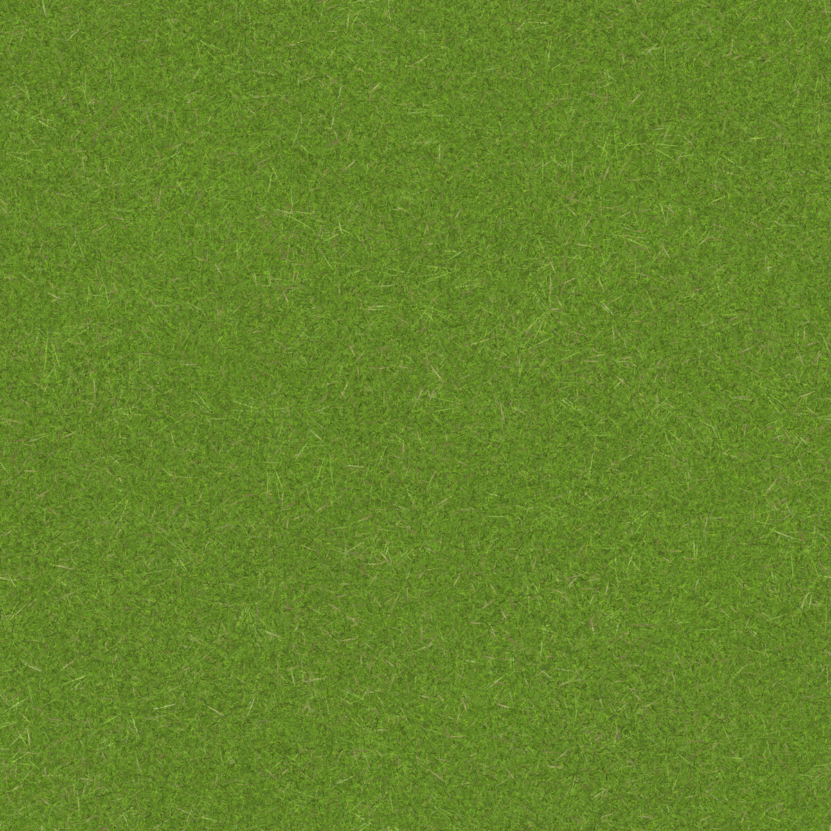 Grass 008 Texture