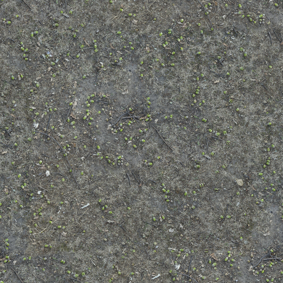 Ground 018 Texture