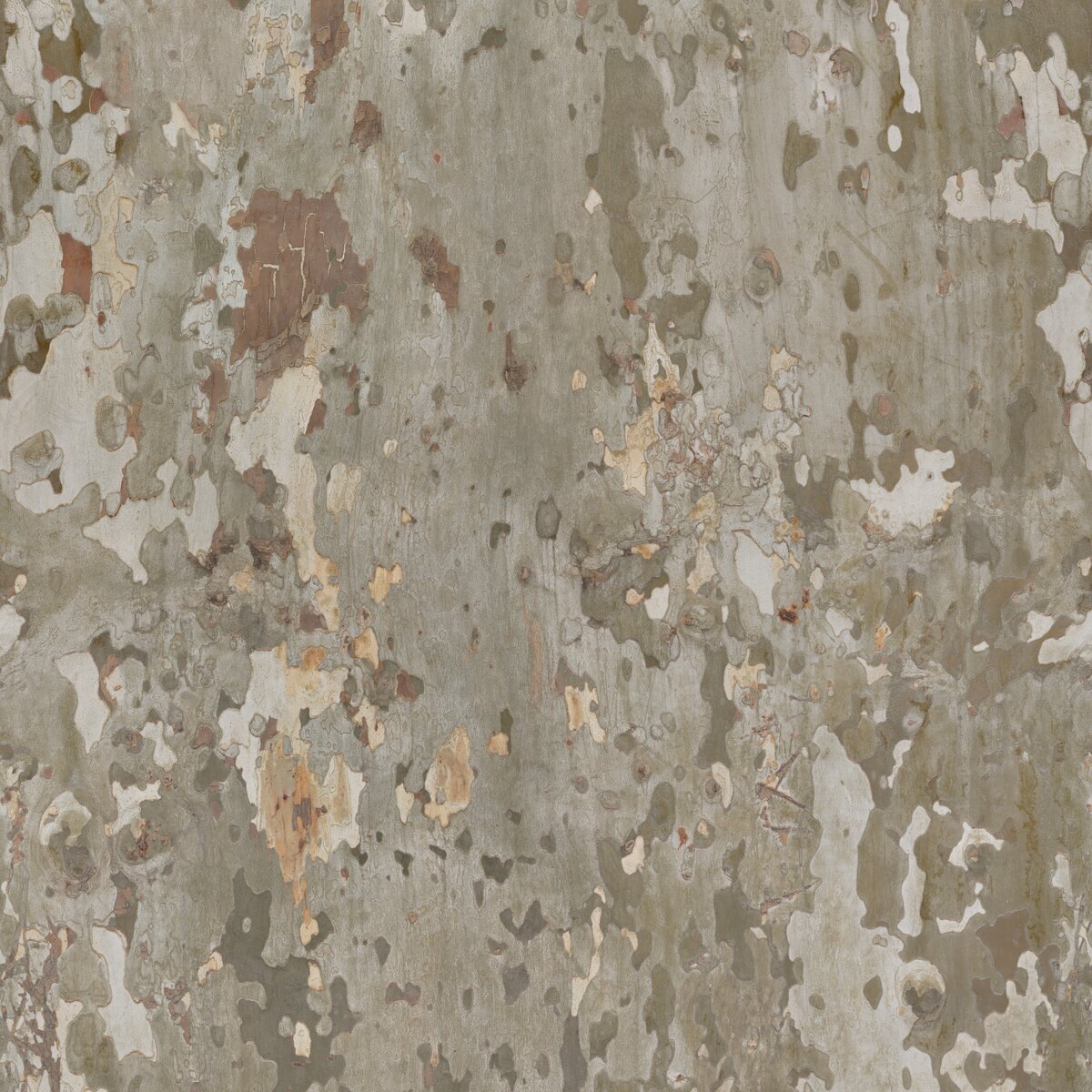 Japanese Sycamore Texture