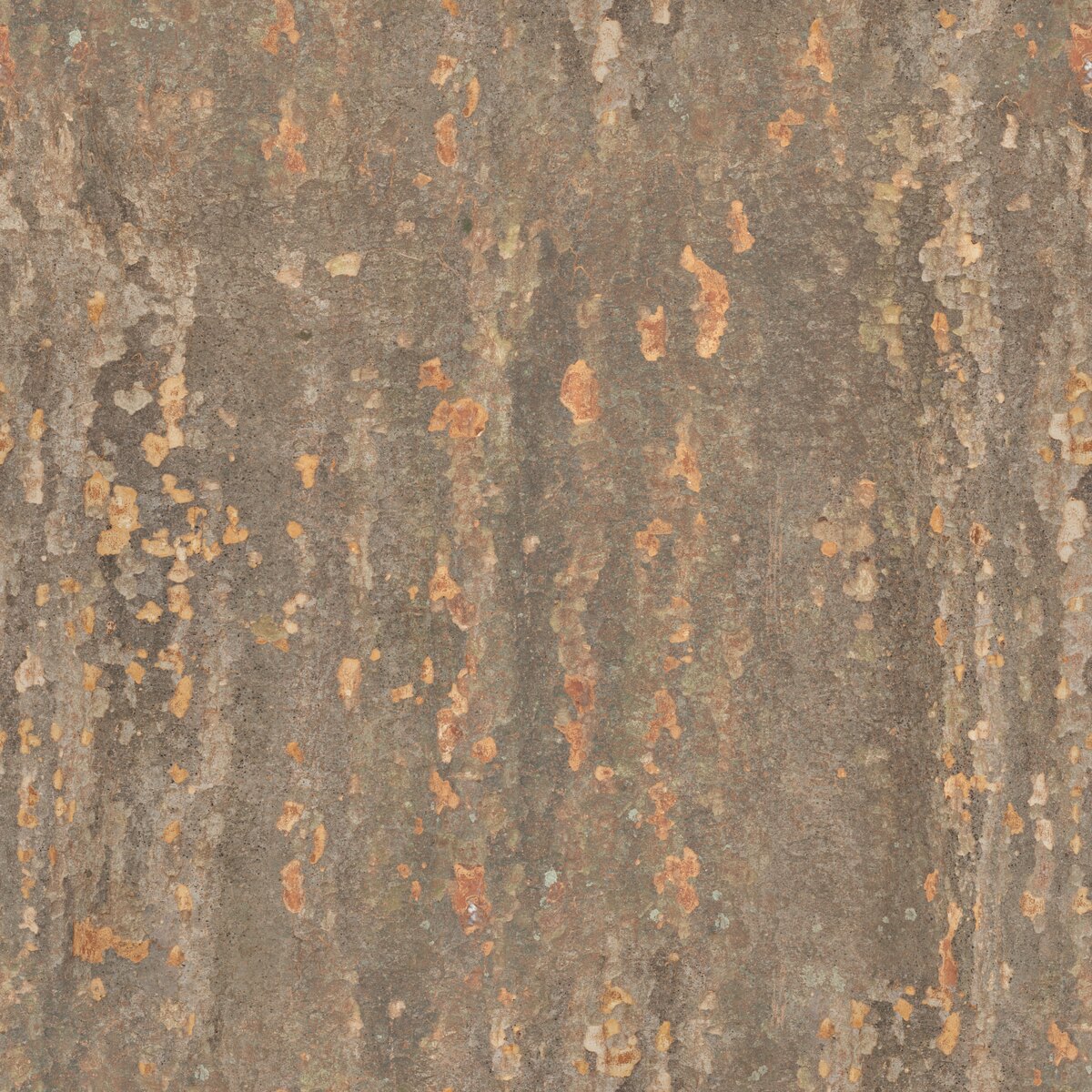 Japanese Zelkova Bark Texture