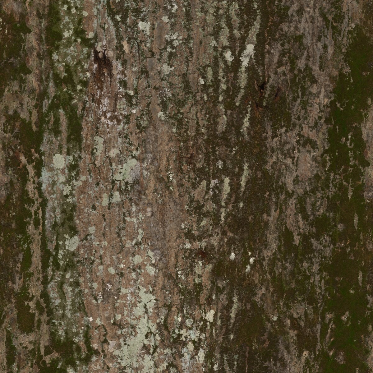 Jolcham Oak Bark 01 Texture
