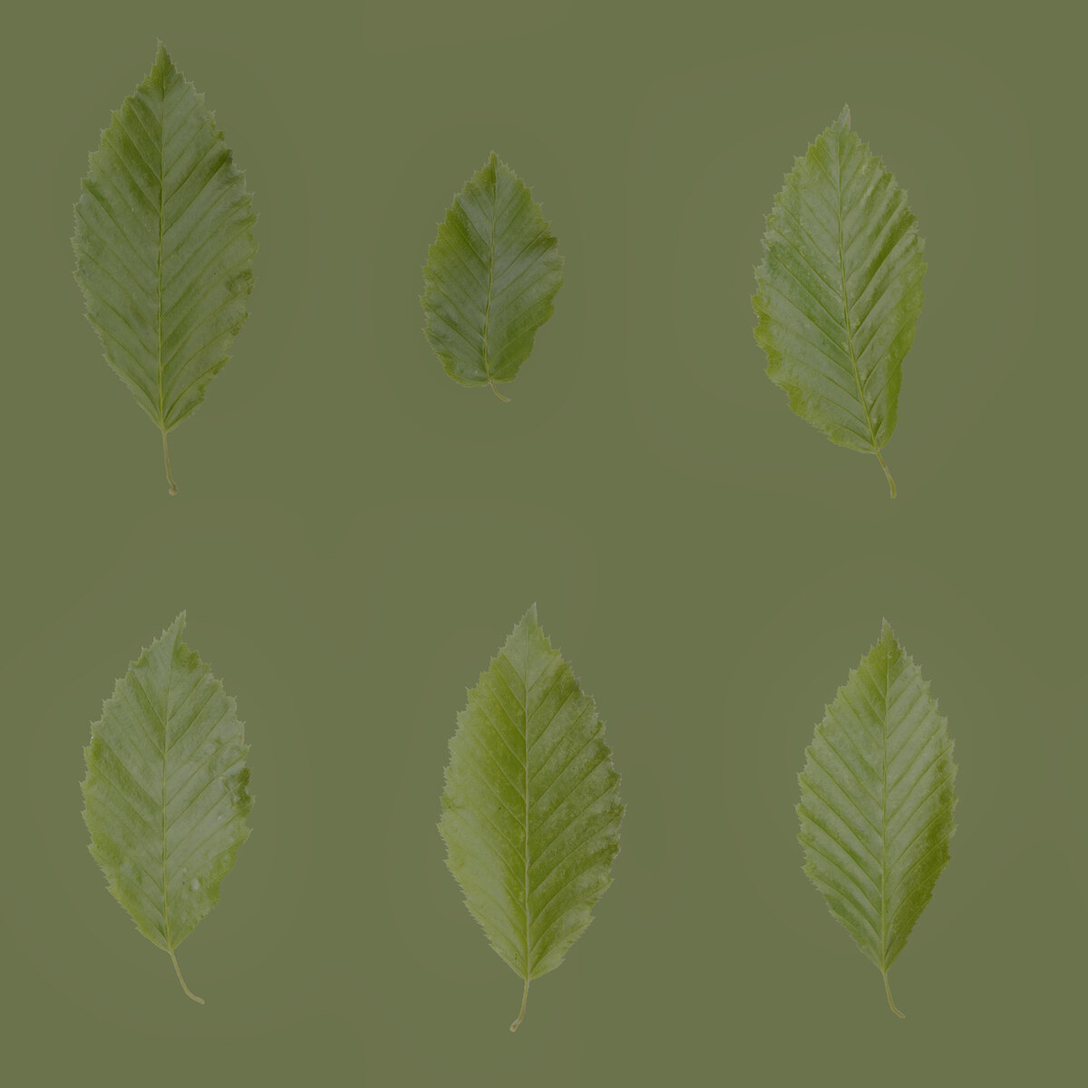 Leaf Set 001 Texture