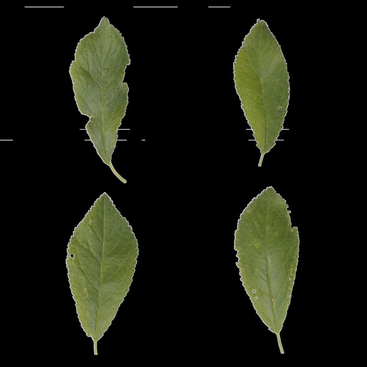 Leaf Set 003 Texture