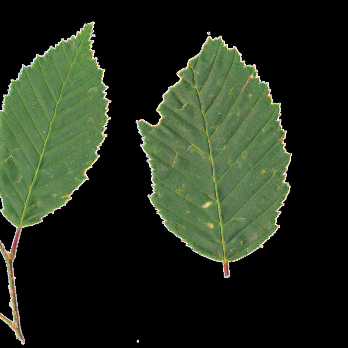 Leaf Set 005 Texture