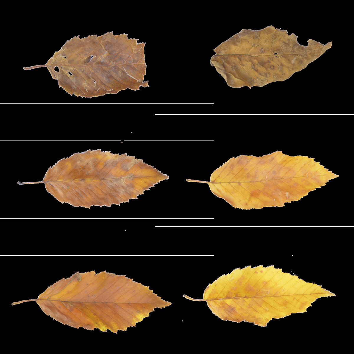 Leaf Set 008 Texture