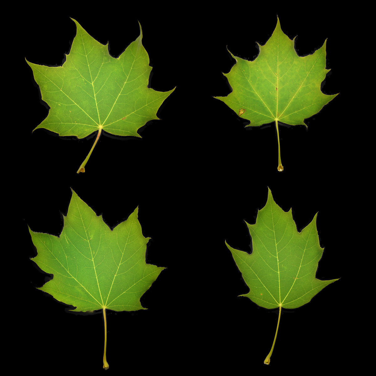 Leaf Set 010 Texture