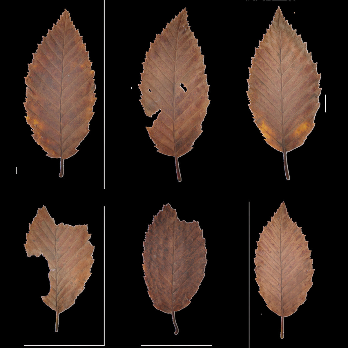 Leaf Set 011 Texture
