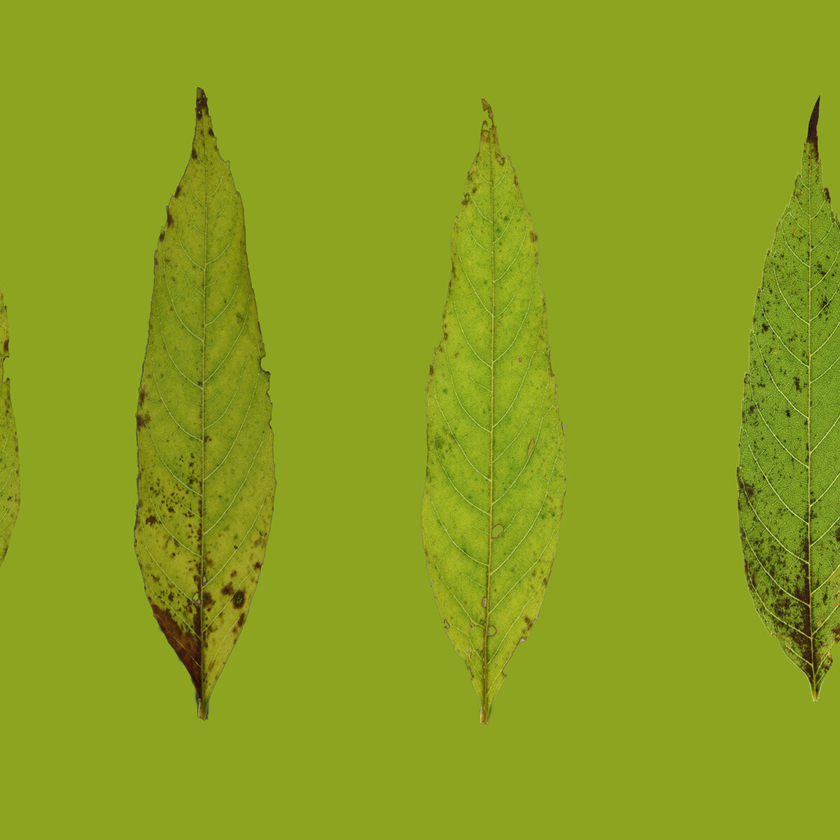 Leaf Set 013 Texture