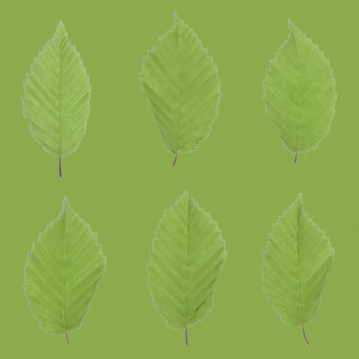 Leaf Set 014 Texture