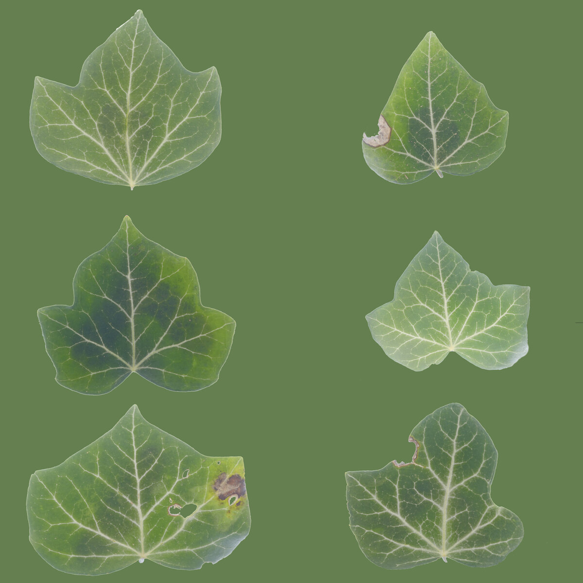 Leaf Set 017 Texture