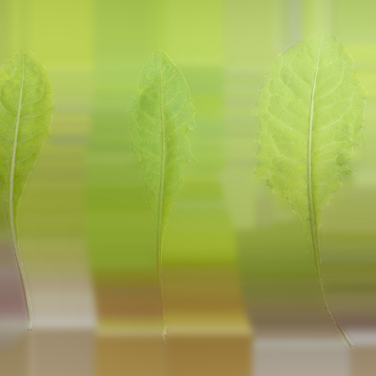 Leaf Set 020 Texture