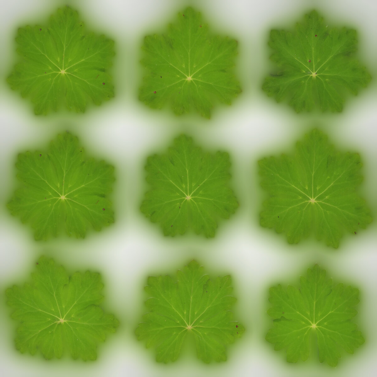 Leaf Set 025 Texture