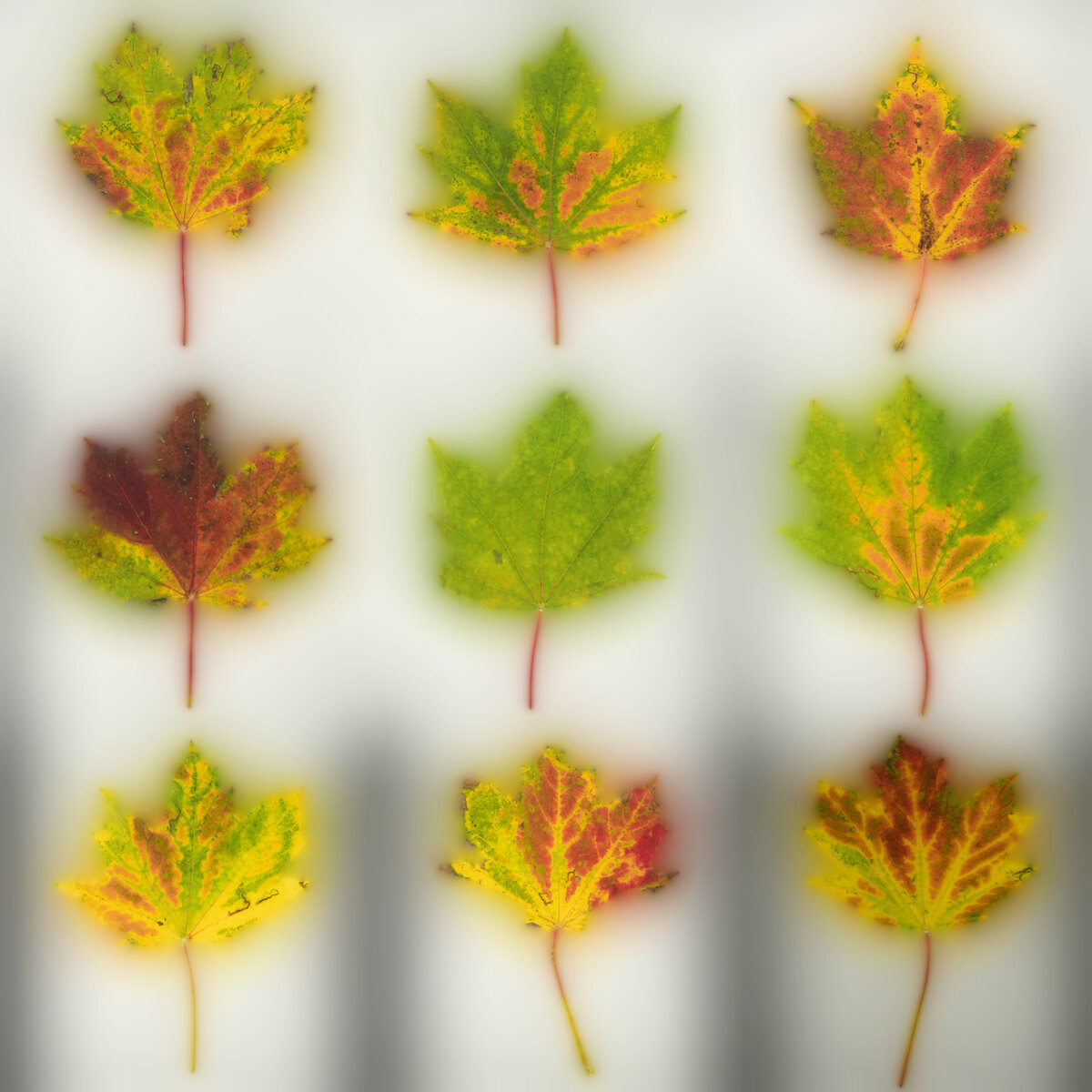 Leaf Set 027 Texture