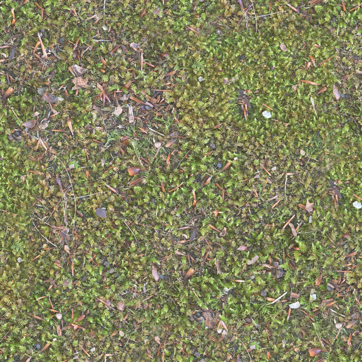 Moss 001 Texture