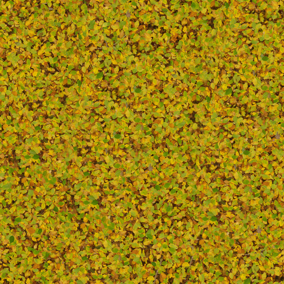 Scattered Leaves 008 Texture
