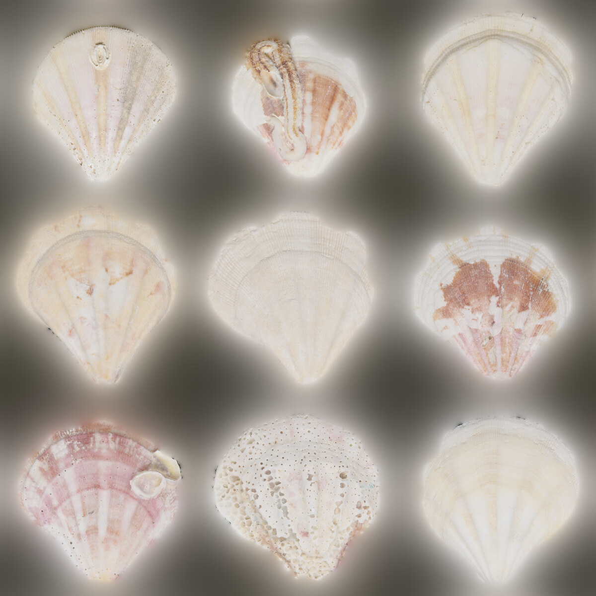 Shell Set 001 Texture