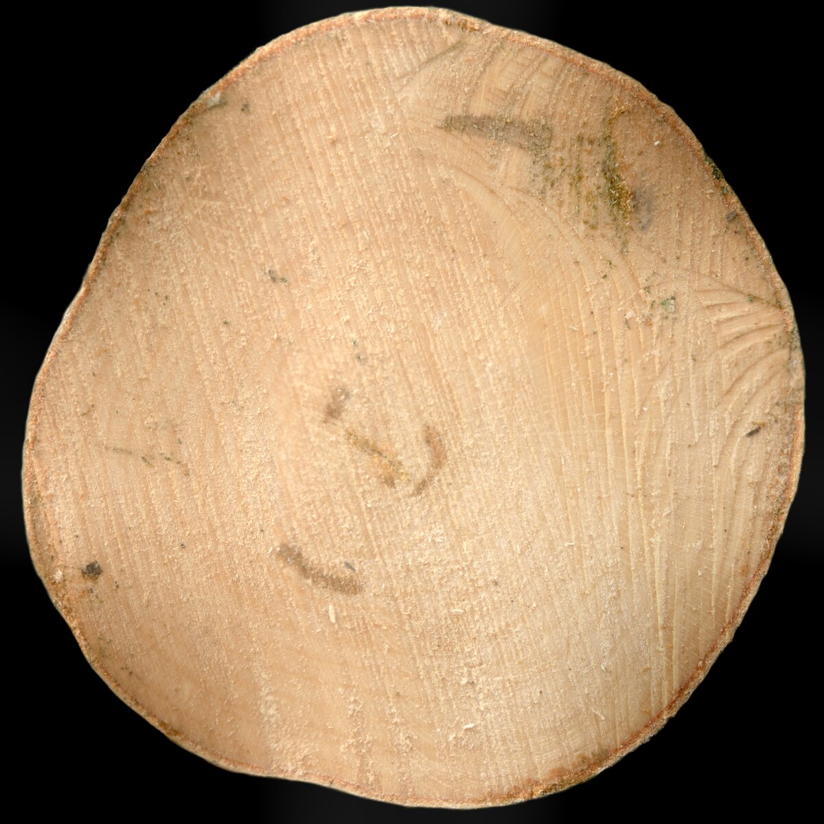 Tree End 001 Texture