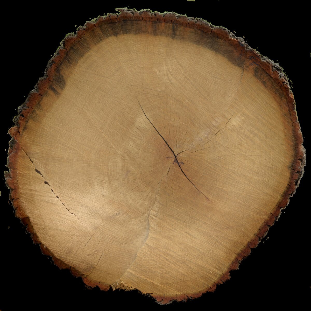 Tree End 003 Texture