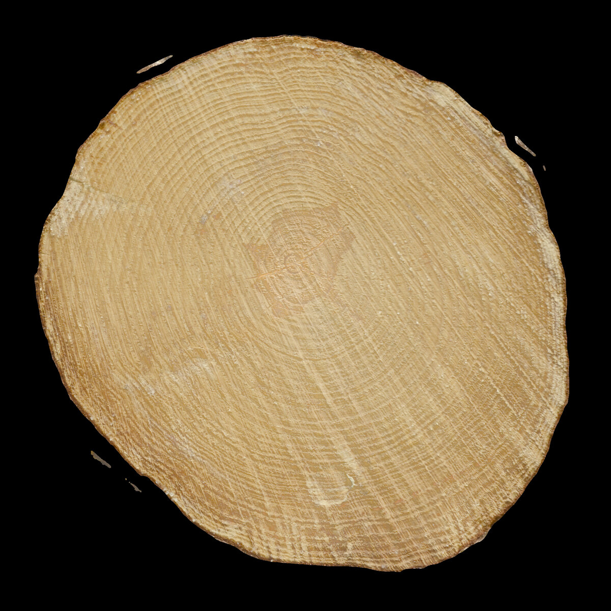 Tree End 004 Texture