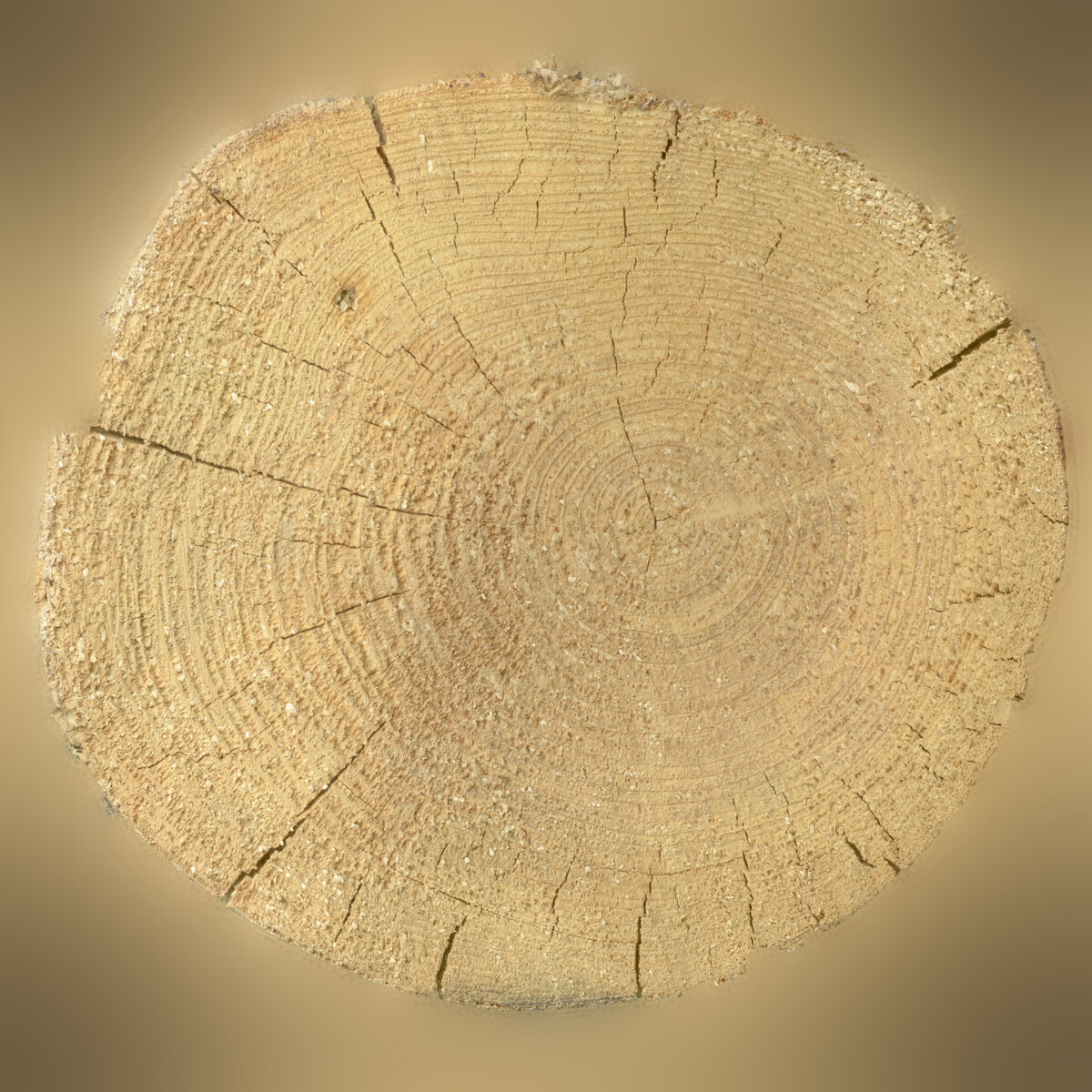 Tree End 005 Texture